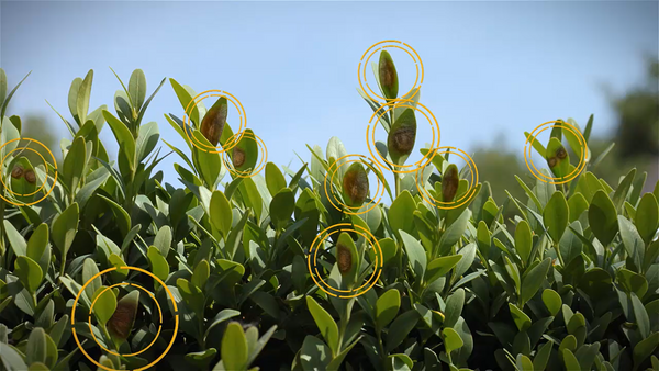 Biologische Buchsbaumpflege, bekämpfe Buchsbaumzünsler, Buchsbaumpilz und Buchsbaumraupen. Kauf Buchsbaum Spezialdünger. Topbuxus Buchsbaumspezialist