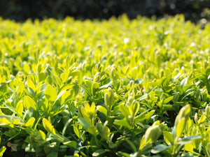 Buchsbaumpflege Xentari Dünger und Schutz gegen Pilze
