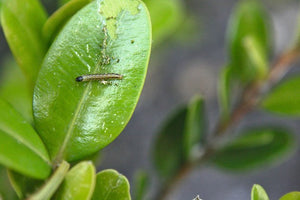 Buchsbaum Algenkalk XenTari