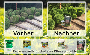 Buchsbaumpflege Buchsbaumzünsler