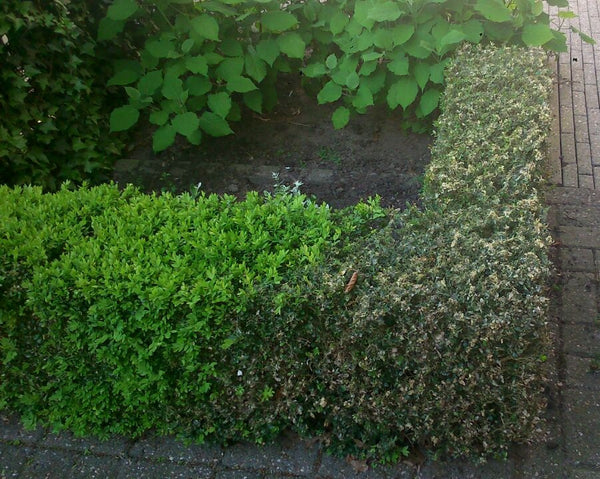 Topbuxus XENTARI Raupen- & Zünslerfrei
