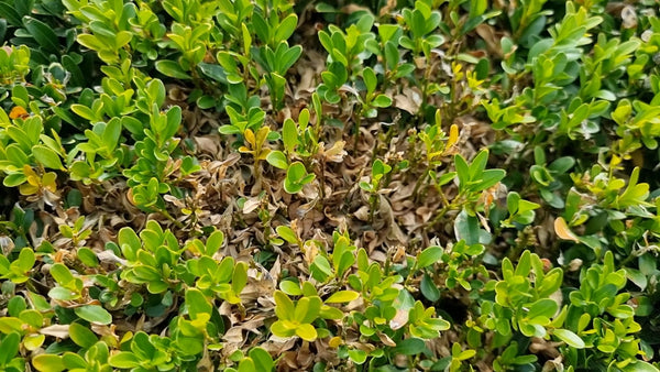 Buchsbaum Schutzmittel