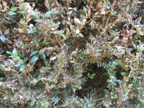 Topbuxus XENTARI Raupen- & Zünslerfrei