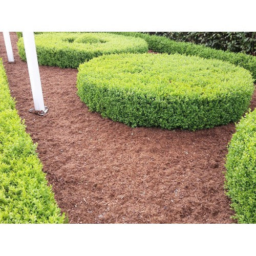 Buchsbaumpilz Mulch Buchsbaumpflege