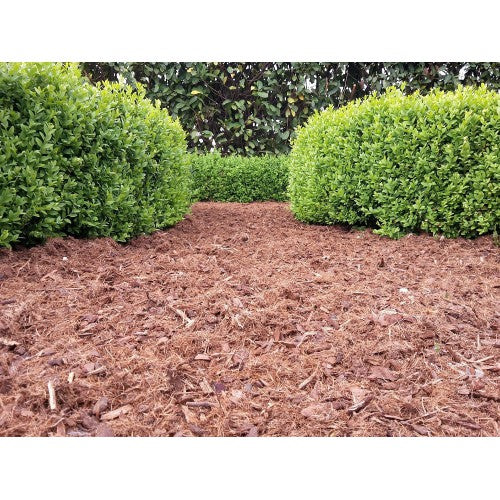 Buchsbaumpilz Mulch Buchsbaumpflege