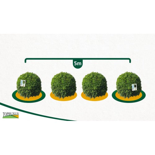 Buchsbaum Schlupfwespen    (4er-Pack)