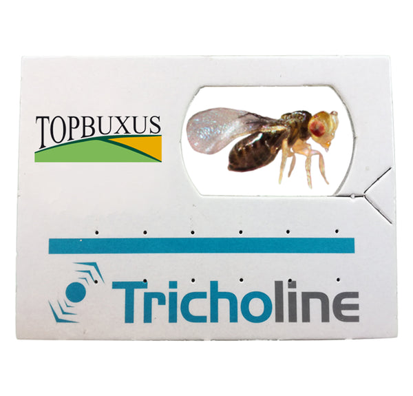 Buchsbaum Schlupfwespen    (4er-Pack)
